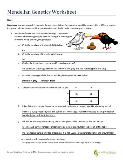 All of the offspring have purple flowers. . Introduction to mendelian genetics worksheet answer key